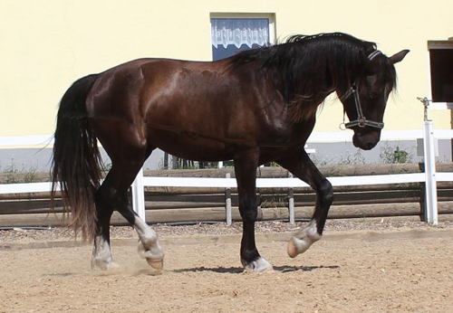 Voorbeeldfoto: Ceres Lord Valando